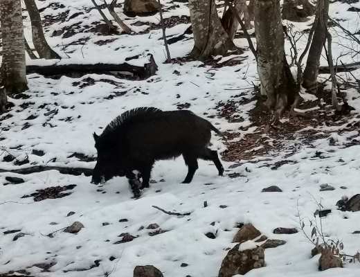 U lovištu „Toplica“ nije evidentirana svinjska kuga
